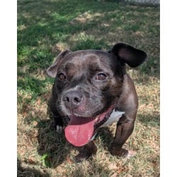 Photo of Wolfgang Puck, adoptable senior American Pit Bull Terrier in Texas City, Texas