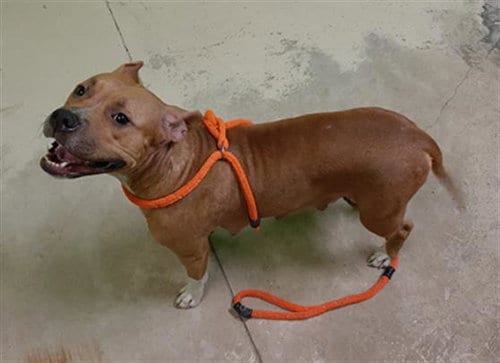POLLY, adoptable senior Bulldog in Green Cove Springs, FL