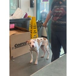 Photo of Blanca, adoptable senior American Pit Bull Terrier in Chatsworth, California