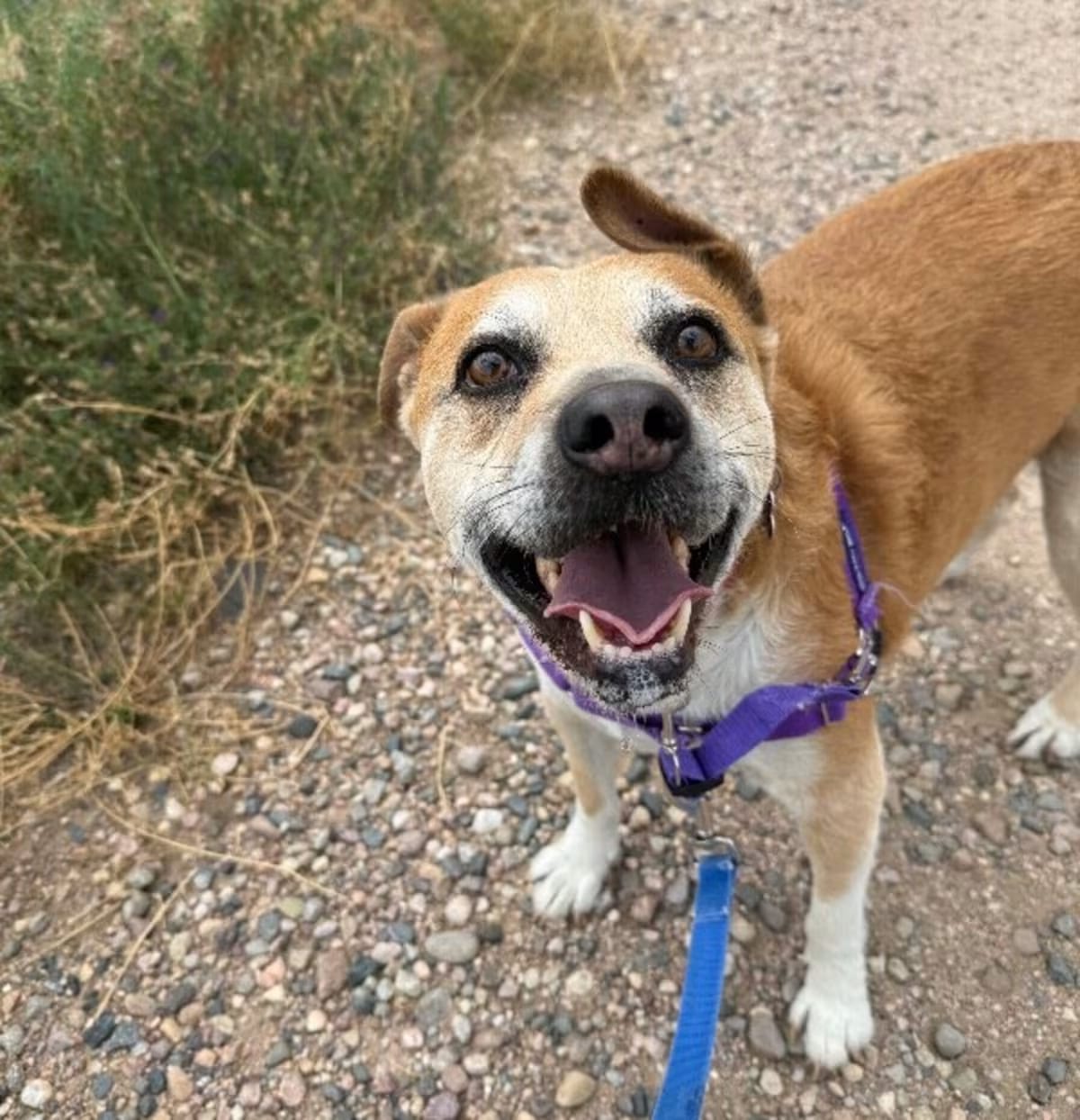 Photo of Sprocket, adoptable senior Hound (Unknown Type) in Fort Collins, Colorado