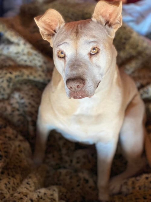 Photo of Missy, adoptable senior American Staffordshire Terrier in Queen Creek, Arizona