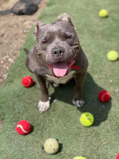Porkchop, adoptable senior American Bulldog in Cedar Rapids, IA