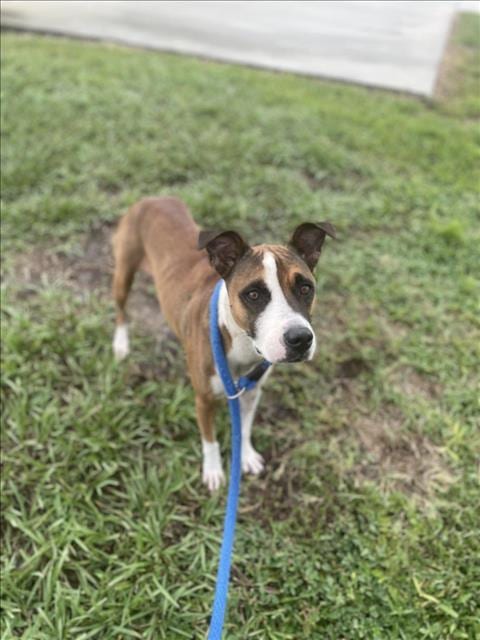 Photo of Daisy, adoptable senior Staffordshire Bull Terrier in Vero Beach, Florida