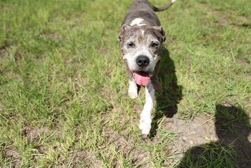 Photo of Blue, adoptable senior American Pit Bull Terrier in Ocala, Florida