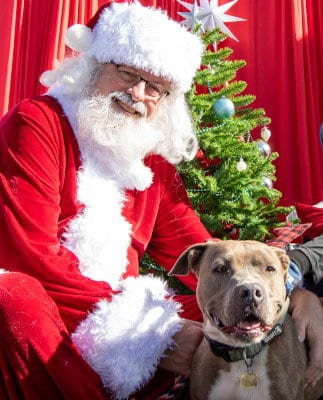 Anubis, adoptable senior Pit Bull Terrier in Ventura, CA