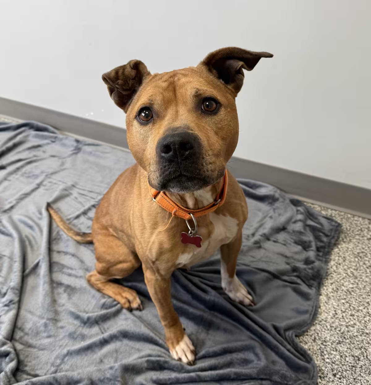 Photo of Cali, adoptable senior Mixed Breed (Medium)/Staffordshire Bull Terrier in St. Clair Shores, Michigan