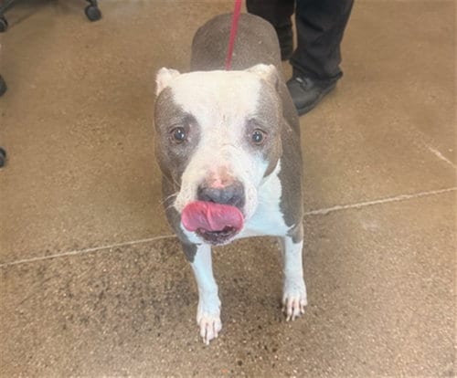 Photo of Kiwi, adoptable senior American Pit Bull Terrier in Mesa, Arizona