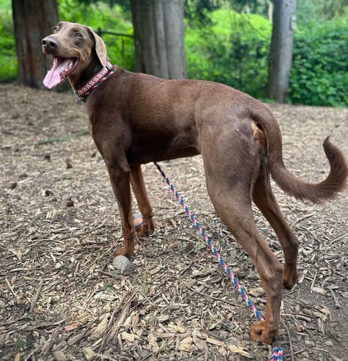 Apollo, adoptable senior Doberman Pinscher in Seattle, WA