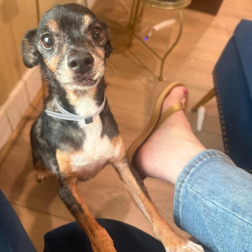 Photo of Vernon *Arriving 10/24* D12761, adoptable senior Terrier, Rat / Chihuahua in Princeton area, Minnesota