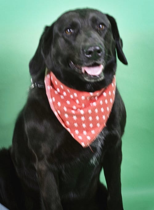 Sadie, adoptable senior Labrador Retriever in Holly Springs, MS