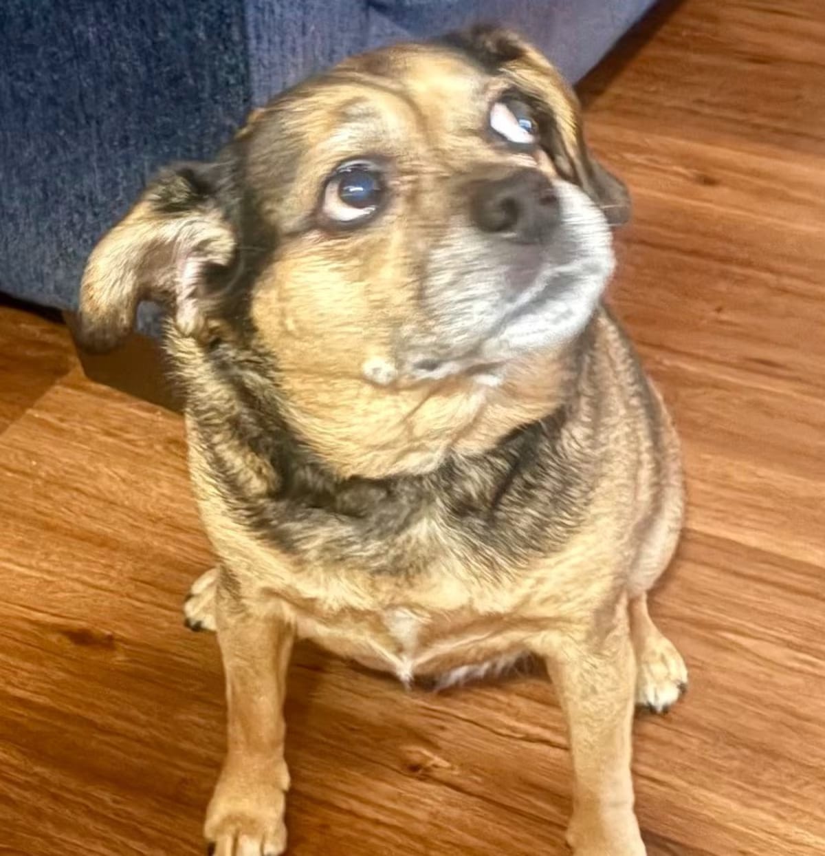 Photo of Hank, adoptable senior Beagle Pug in Greeneville, Tennessee