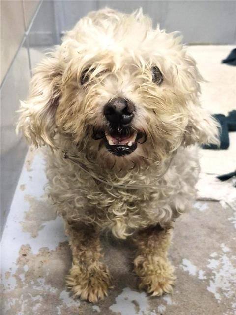 Photo of Brea, adoptable senior Poodle (Miniature) in Houston, Texas