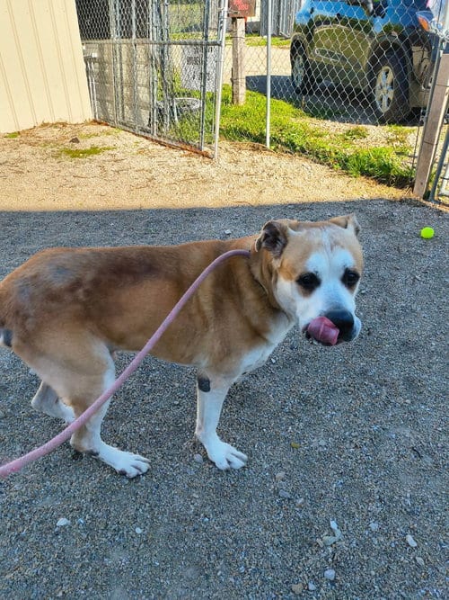 Photo of Pancho, adoptable senior Mastiff in Stover, Missouri