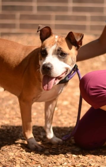 Photo of Cookie Crumble - IN FOSTER, adoptable senior dog in Chamblee, Georgia