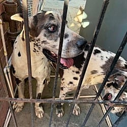 Photo of Bruno de Mexico / Athena de Mexico, adoptable senior Great Dane in Bullard, Texas