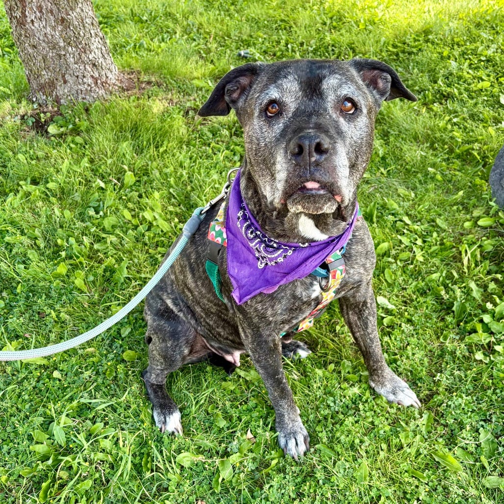 Photo of Zella, adoptable senior Mixed Breed (Large) in Glenwood Springs, Colorado