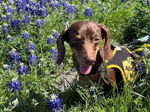 Reecie, adoptable senior Dachshund in Humble, TX