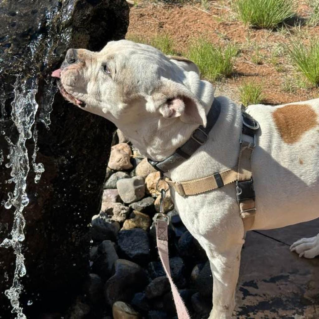 Photo of Fitz, adoptable senior Terrier, American Pit Bull / Retriever, Golden in Kanab, Utah