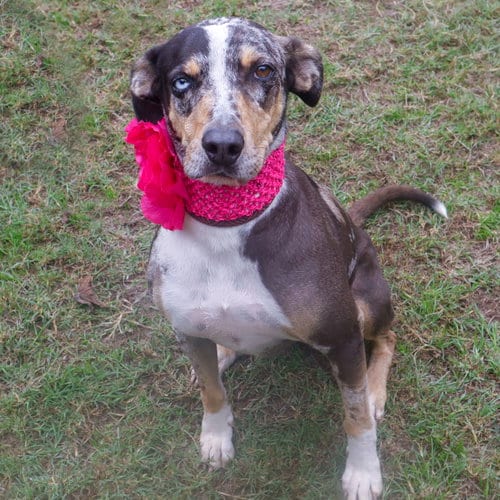 Shirley, adoptable senior Australian Shepherd in Gun Barrel City, TX