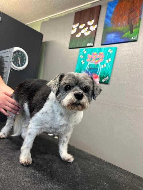 Photo of Betsy, adoptable senior Shih Tzu in St. Charles, Missouri
