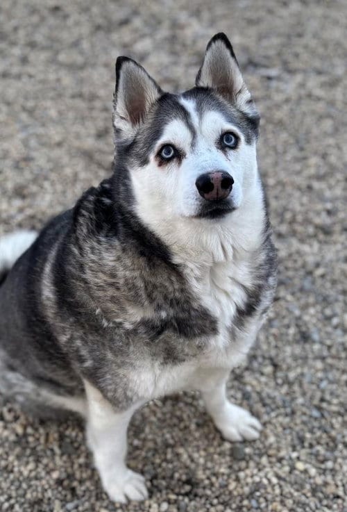 Photo of Nikko, adoptable senior Siberian Husky in Matawan, New Jersey