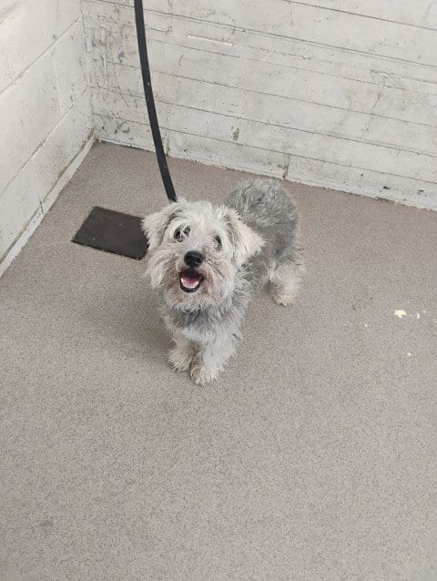 Photo of Seraphina, adoptable senior Miniature Schnauzer in San Bernardino, California
