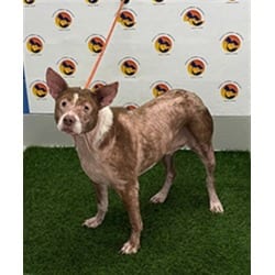 Photo of Jackel, adoptable senior Mixed Breed (Medium) in Land O'Lakes, Florida