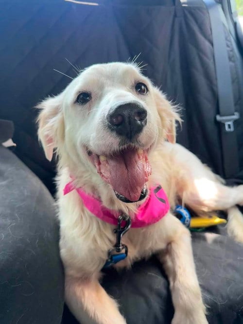 Photo of Roxie, adoptable senior Unknown breed in Mcclellanville, South Carolina