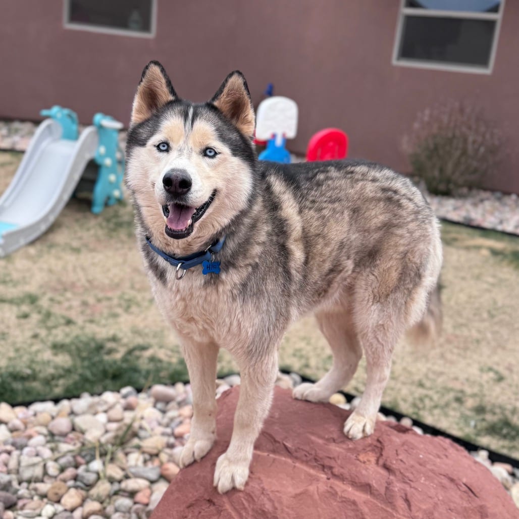 Photo of Hilo, adoptable senior Husky, Siberian in Kanab, Utah