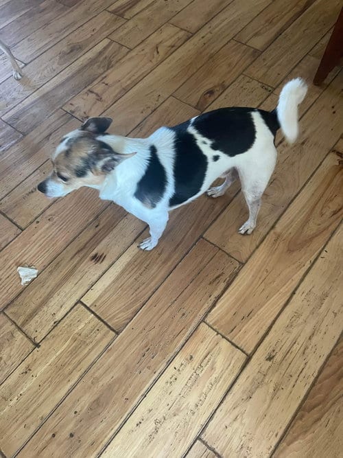 Sampson *FTA, adoptable senior Jack Russell Terrier in Ashville, OH