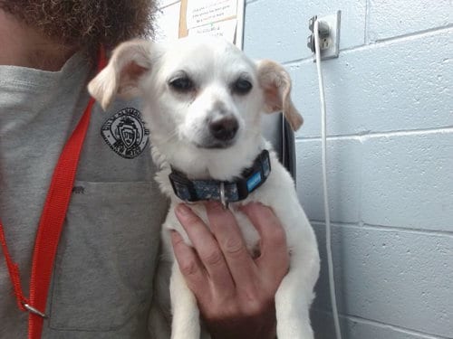Photo of Chloe, adoptable senior Chihuahua in Albuquerque, New Mexico