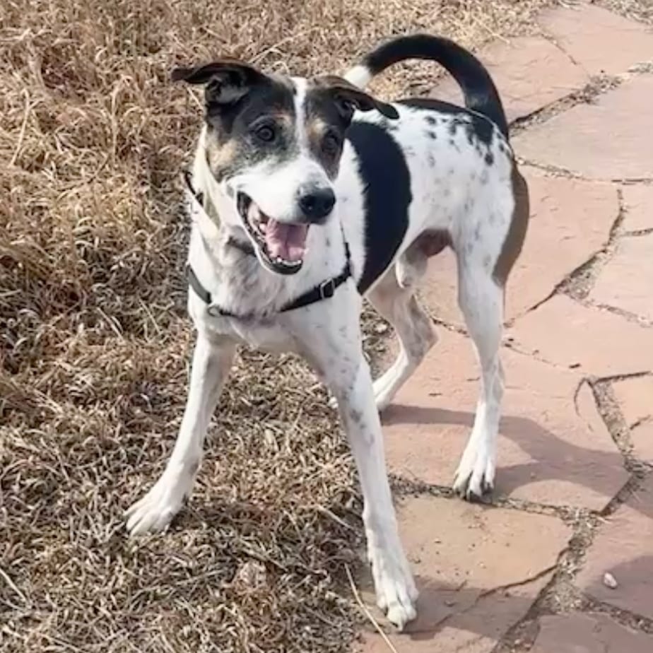 Petey (fka Prince), adoptable senior Mixed Breed (Medium) / Foxhound, American in Nederland, CO