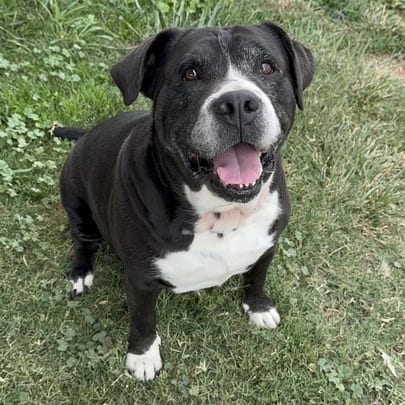Photo of Lady Lola, adoptable senior Terrier, Pit Bull / Bulldog in California, California
