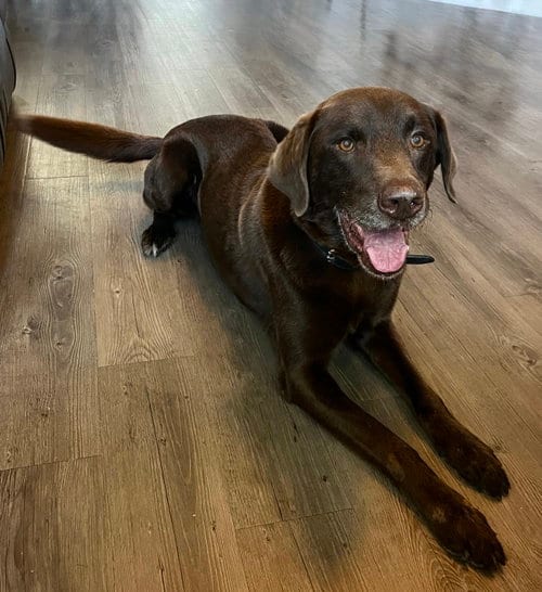 Photo of Ruffo, adoptable senior Labrador Retriever in Denton, Texas