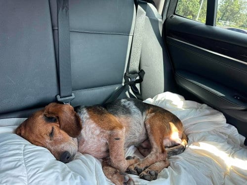 Photo of Leroy Jenkins, adoptable senior Beagle in Tampa, Florida