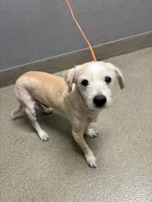 Photo of Chapo, adoptable senior Terrier in Las Vegas, Nevada