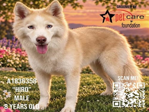 Photo of Hiro, adoptable senior Siberian Husky in Los Angeles, California