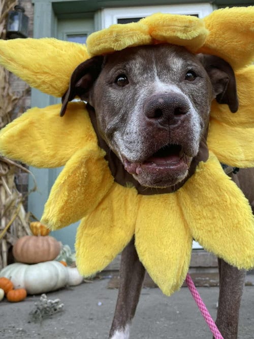 Photo of Tressel, adoptable senior American Pit Bull Terrier in Germantown, Ohio