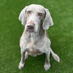 Photo of Poppy 3350, adoptable senior Weimaraner in Loxahatchee, Florida