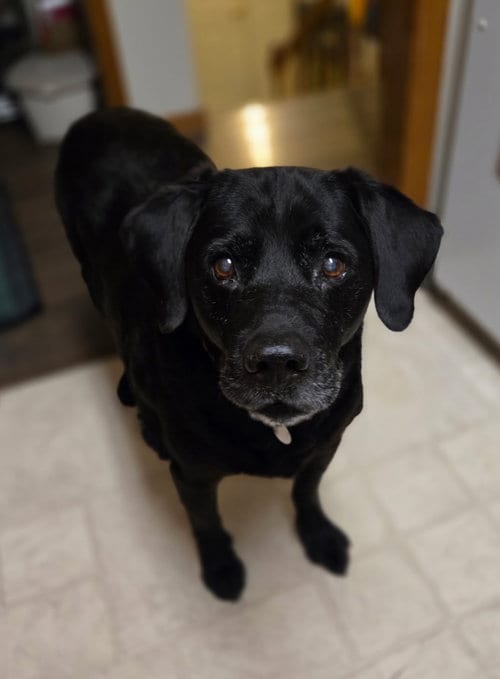 Photo of Spike, adoptable senior Labrador Retriever in Williamsburg, Iowa