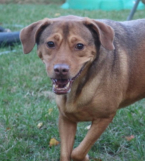 Butch Cassidy, adoptable senior Labrador Retriever in Jackson, MS