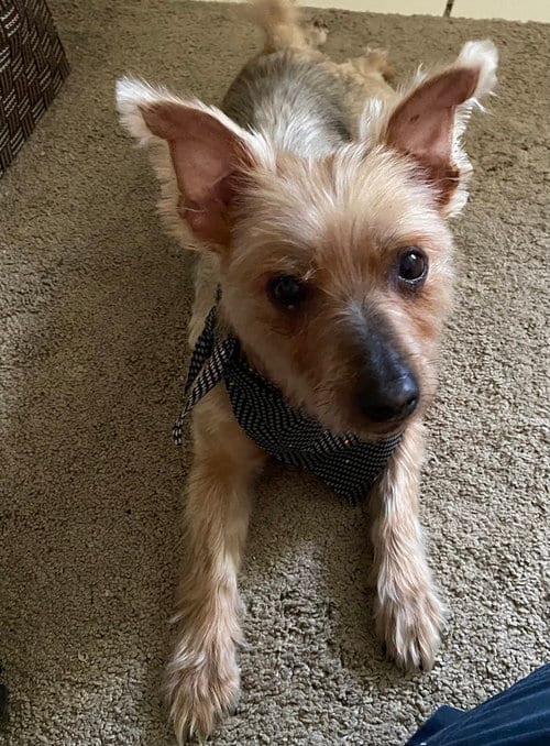 Photo of Coco, adoptable senior Yorkshire Terrier Yorkie in Brewster, New York