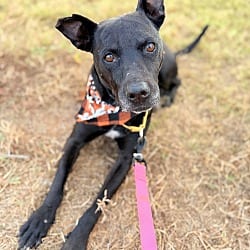 Photo of Zeus, adoptable senior Labrador Retriever in Framingham, Massachusetts