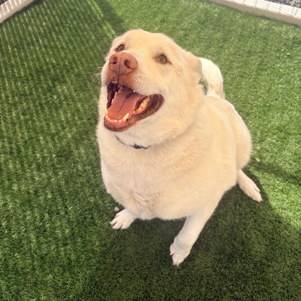 Photo of Tatu, adoptable senior Husky / Shepherd in Hayden, Idaho