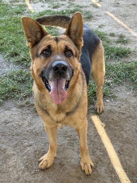 Photo of Bob, adoptable senior German Shepherd Dog in Riverside, California