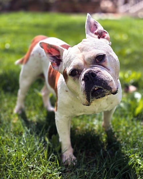 Photo of Brenda from Accounting, adoptable senior Bulldog in Westminster, Massachusetts
