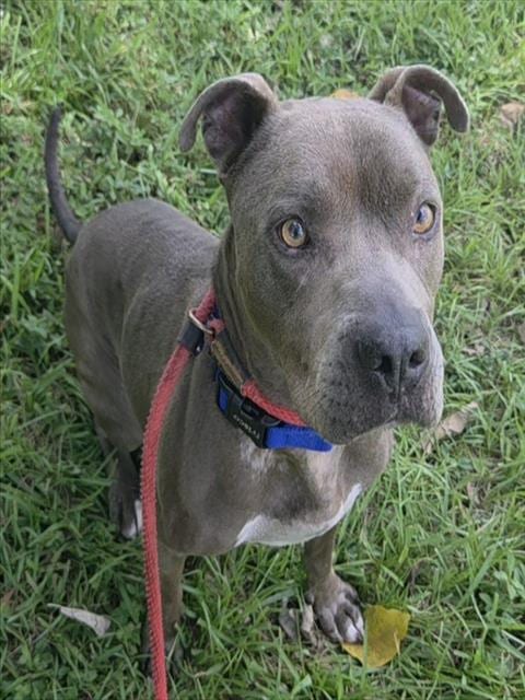 Photo of Scoob, adoptable senior American Staffordshire Terrier in Fort Lauderdale, Florida