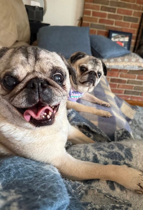 Photo of Oliver, adoptable senior Pug in Indianapolis, Indiana