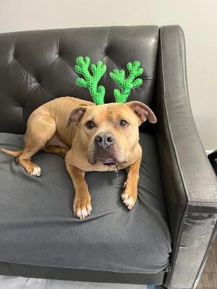 Photo of Gentle Ben, adoptable senior dog in Chamblee, Georgia