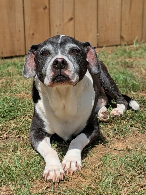 Photo of Harlan, adoptable senior American Pit Bull Terrier in Lexington, South Carolina